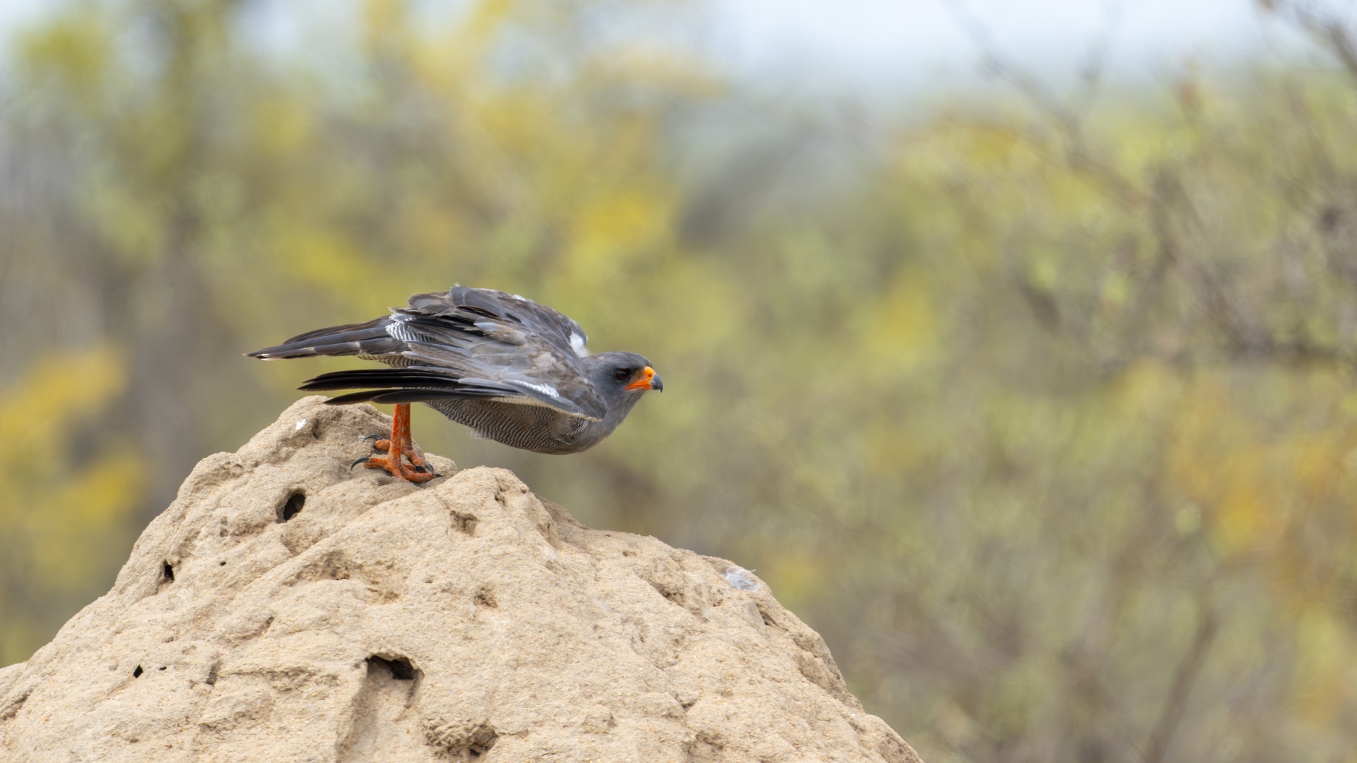 Kruger25 2025 11 06 10 08 44 ILCE 1M2 3377